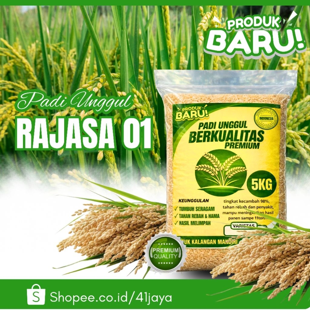 Benih padi unggul RAJASA 01 original 5kg