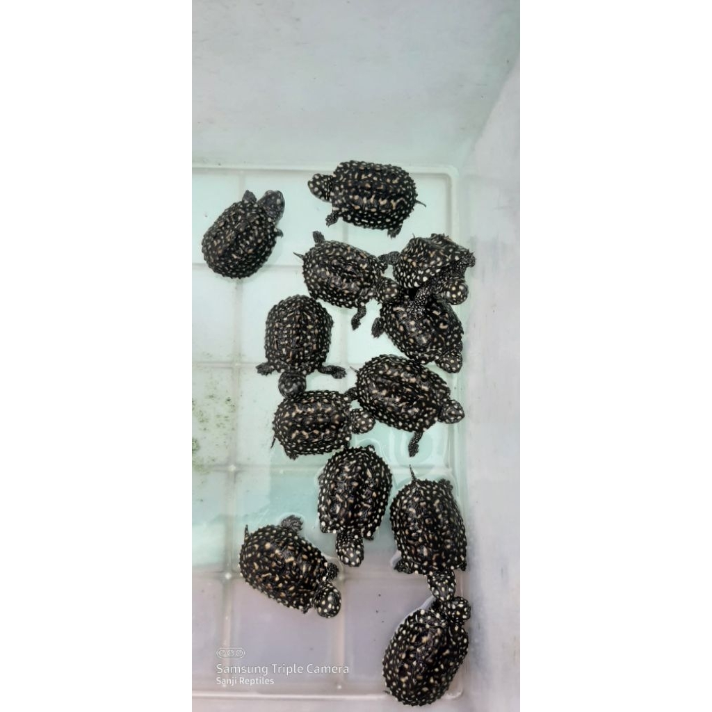 Hiasan Aquarium Kura Air Hamiltoni Turtle