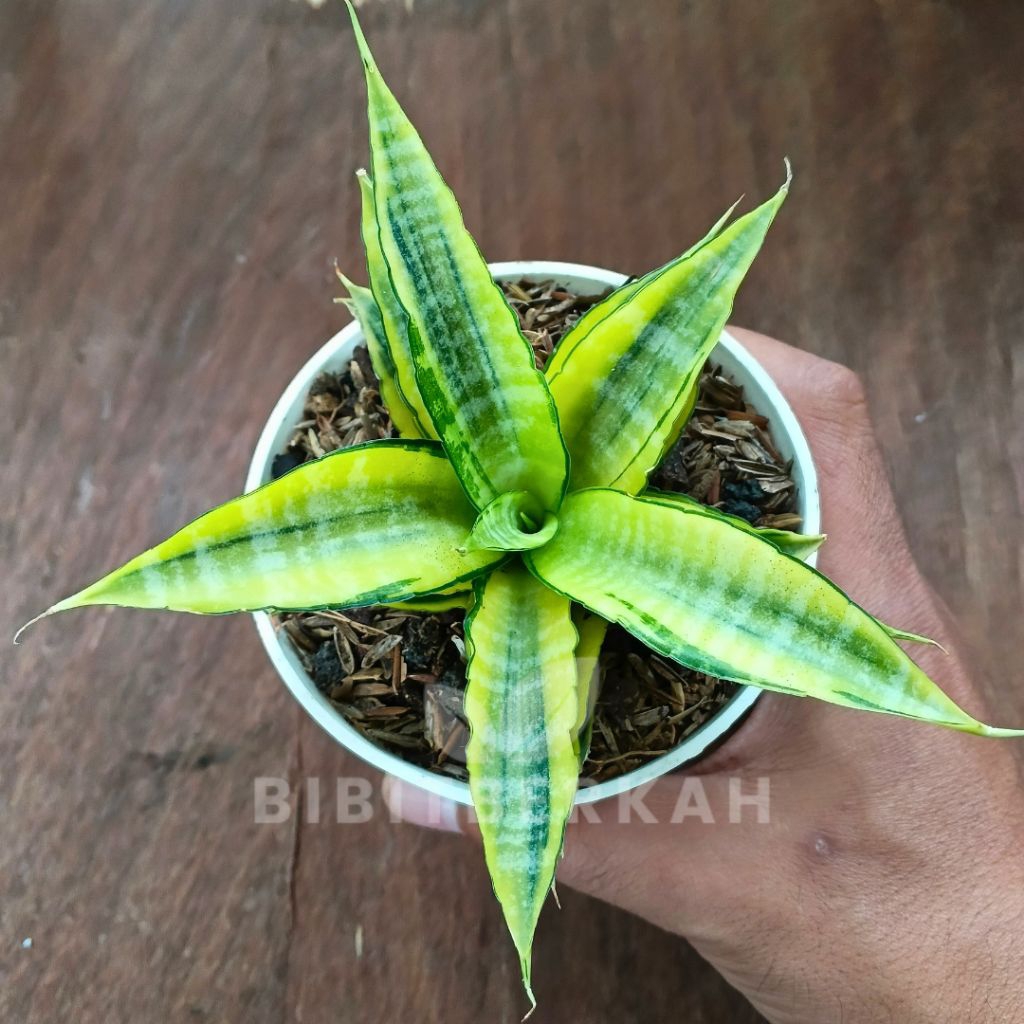 Sansevieria Cordova Variegata - Tanaman Hias Sansivera Hybrid Lidah Mertua