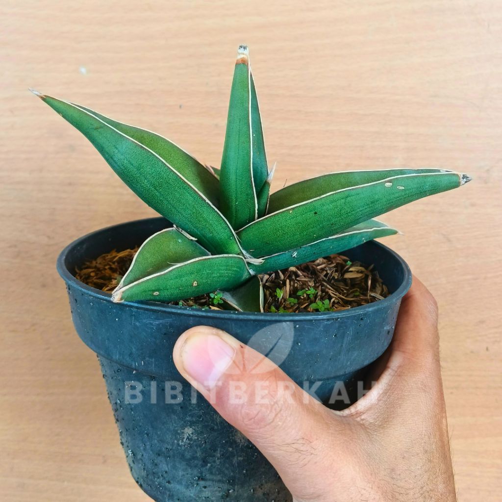 Sansevieria Pingui Black - Tanaman Hias Sansivera Hybrid Lidah Mertua