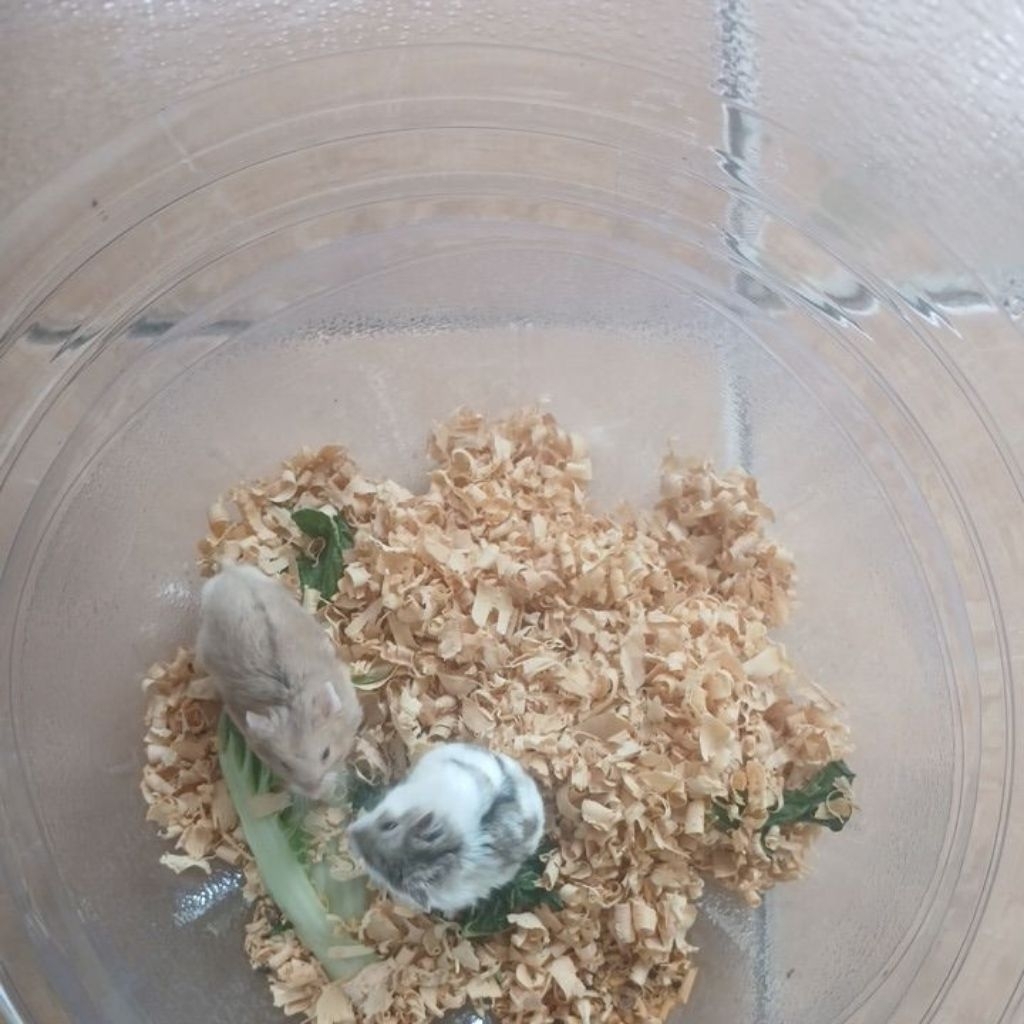 Sepasang Hamster dominan x polosan