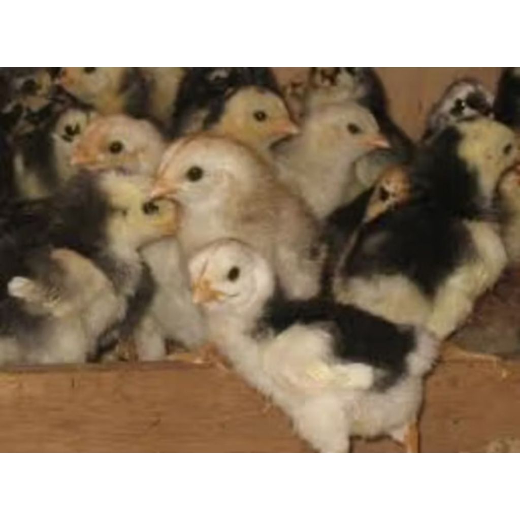 doc ayam Bangkok kualitas