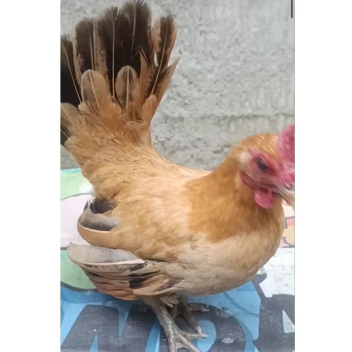 ayam kate betina dewasa