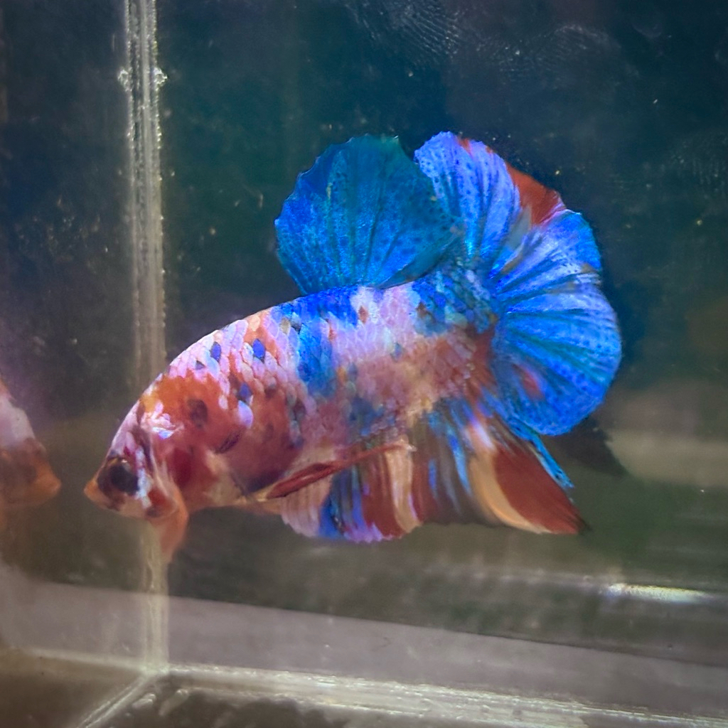 Cupang Hmpk Giant multicolor real pict (buy 1 get 1 random)