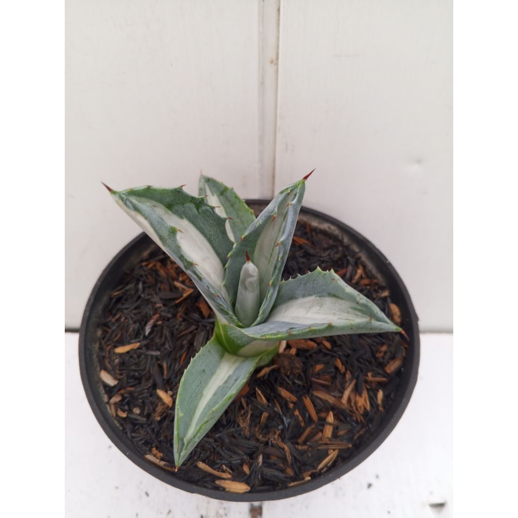 agave americana