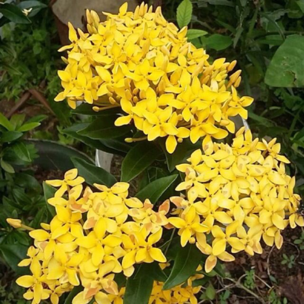 Tanaman Hias Bunga Asoka Bunga Kuning-Asoka Bunga Kuning