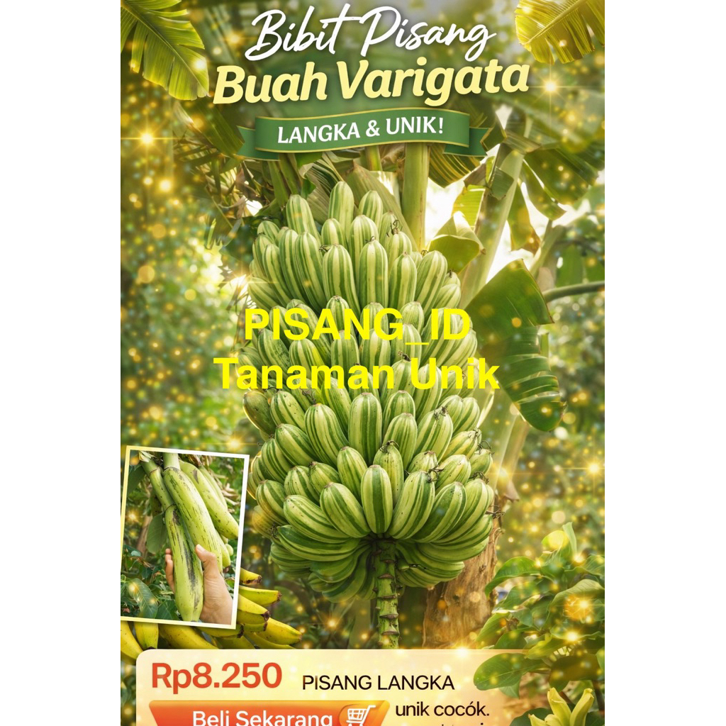 BIBIT PISANG BUAH VARIGATA 100% ASLI KUALITAS UNGGUL CEPAT BERBUAH MANIS