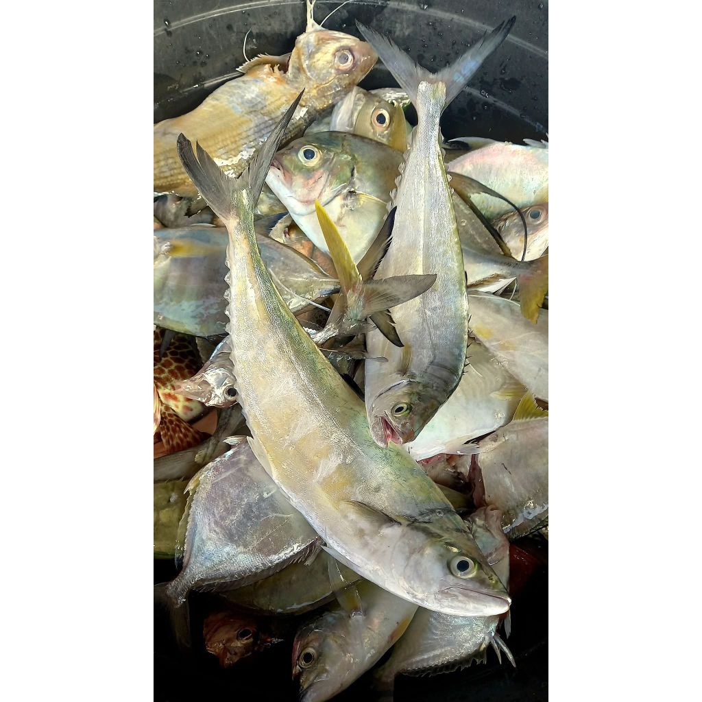 ikan talang talang segar ikan laut super premium