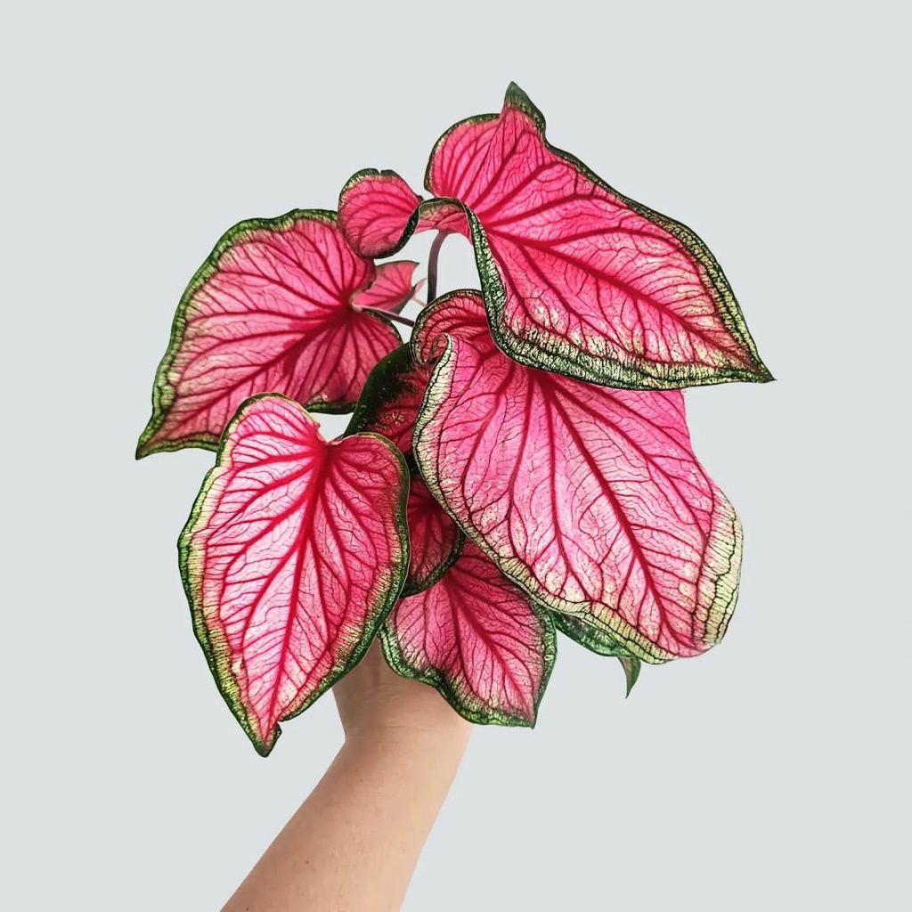 Keladi red jaguar | Tanaman keladi red jaguar | Caladium florida sweetheart | Caladium red jaguar 2
