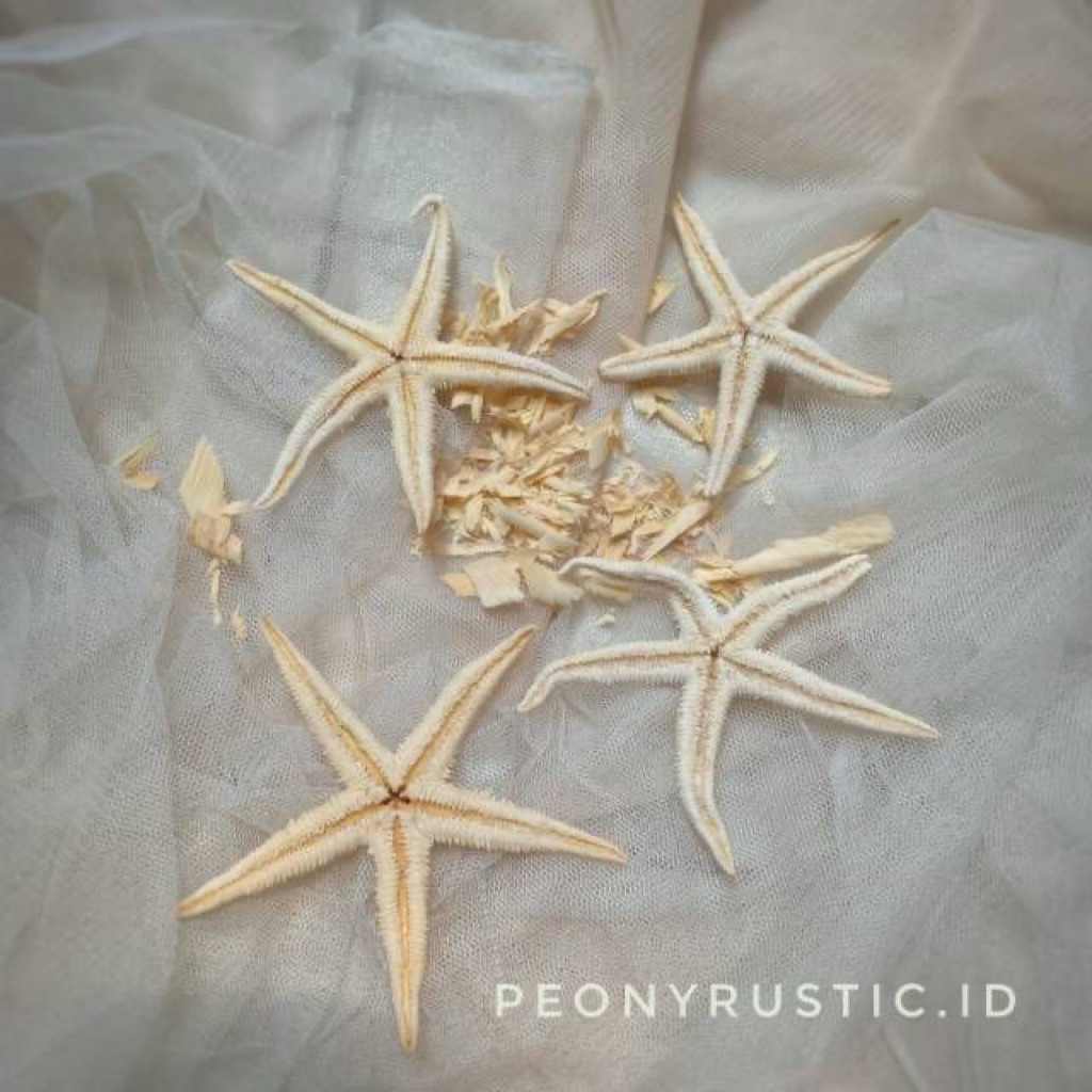 hiasan bintang laut/ Pernak pernik laut/Kerang laut