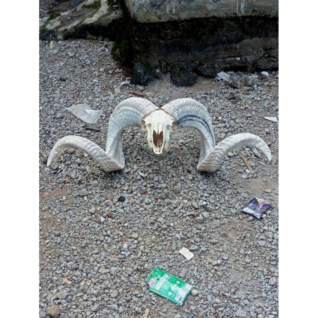 Pajangan/Hiasan Tanduk Domba Garut Super Besar