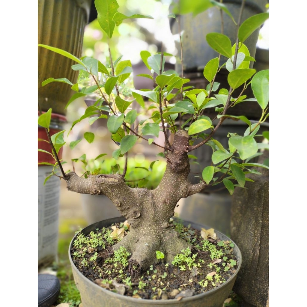 bahan bonsai iprik