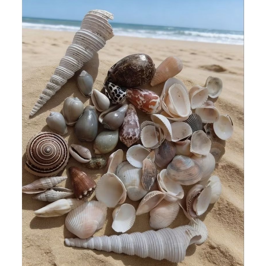 Paket cangkang kerang kolase untuk prakarya isi 350gr (BONUS PASIR PANTAI)