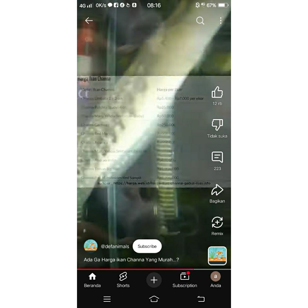 Limbata Channa dengan Rim Tebal dan Ganas