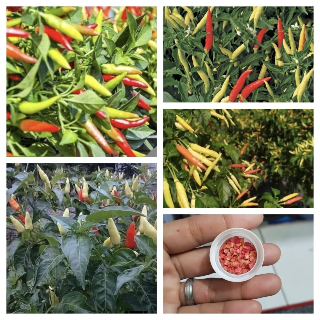 Benih Cabe Rawit Setan F1 ( 50 butir )