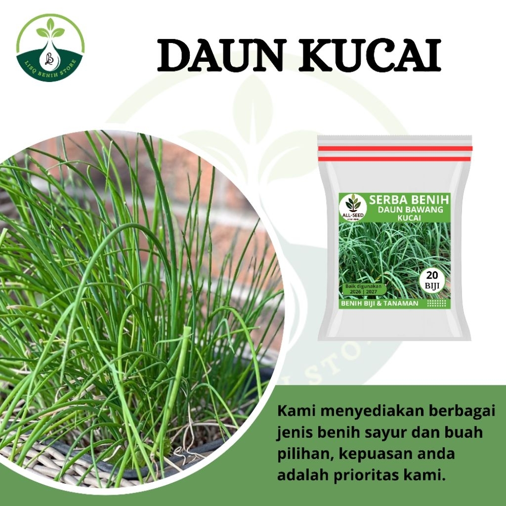 { 20 BIJI } Benih daun kucai / bibit daun bawang kucai / bibit kucai