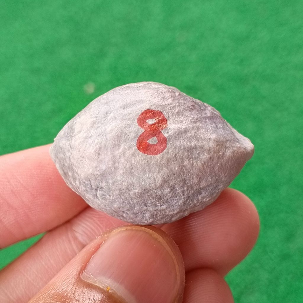 Muncang Adu Jabra RD original kode 8