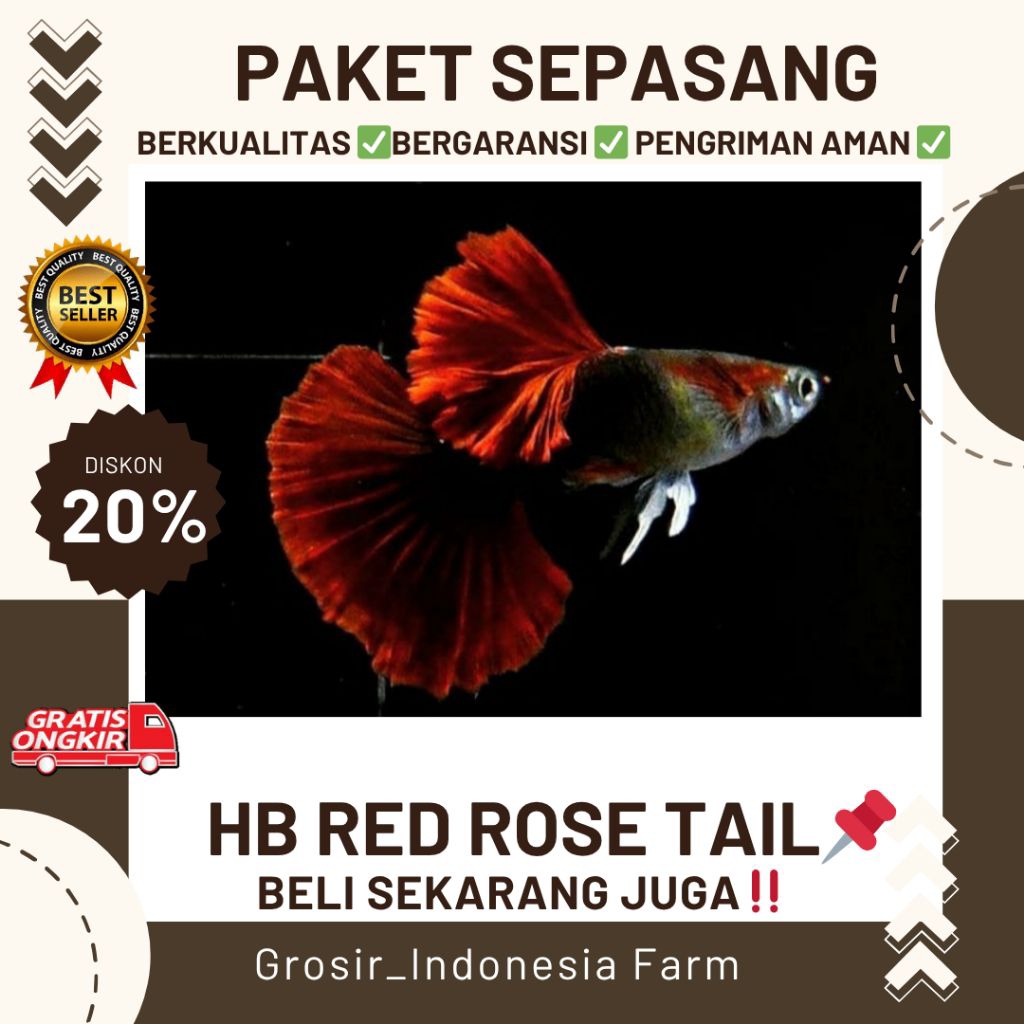 Hiasan Aquarium Guppy HB Red Rose Tail Murah Berkualitas