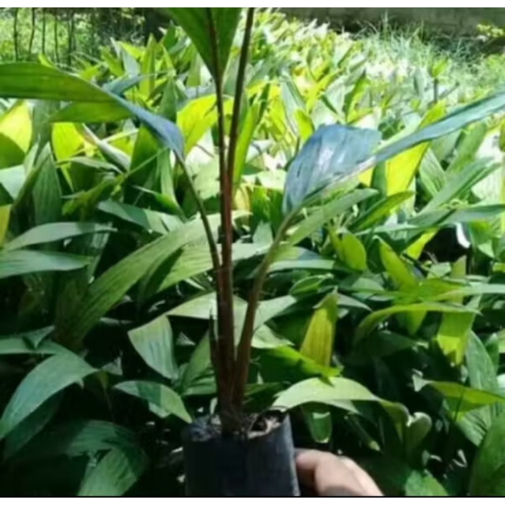 Bibit salak bali