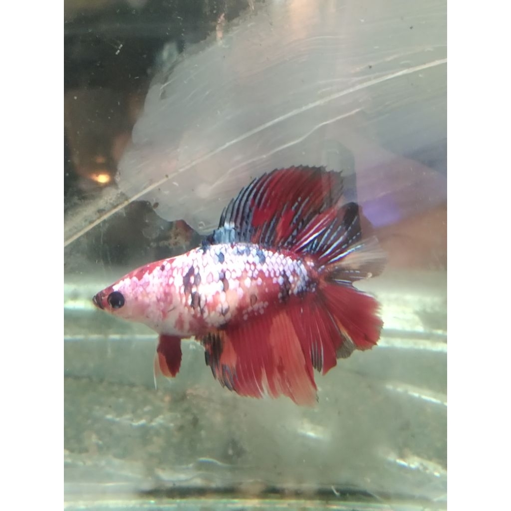 cupang BETINA HMDT size M