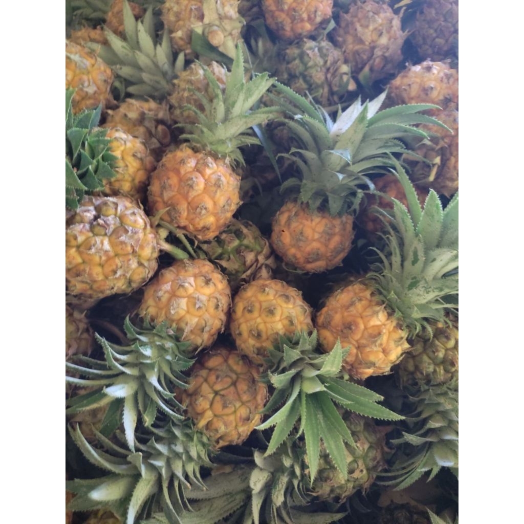 nanas madu asli belik