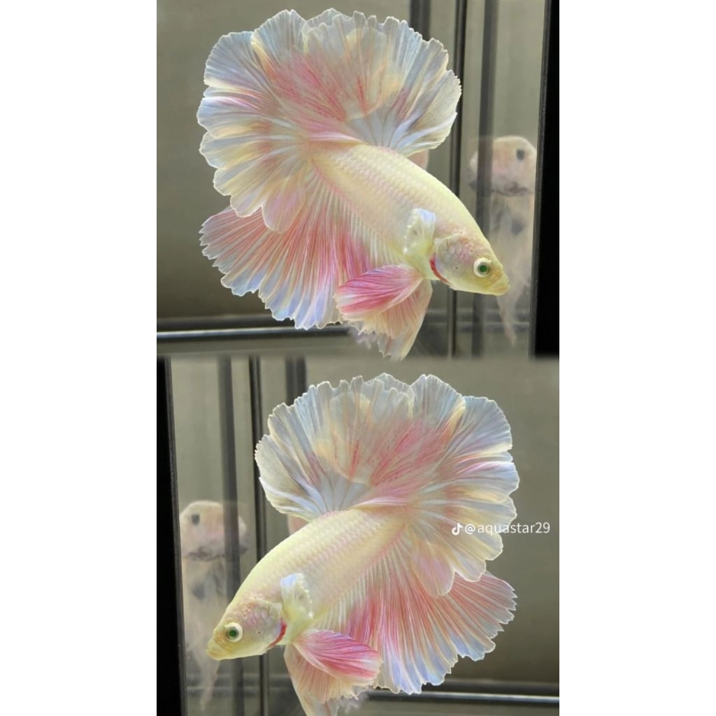 Cupang HALFMOON Pink isi 10/20/30