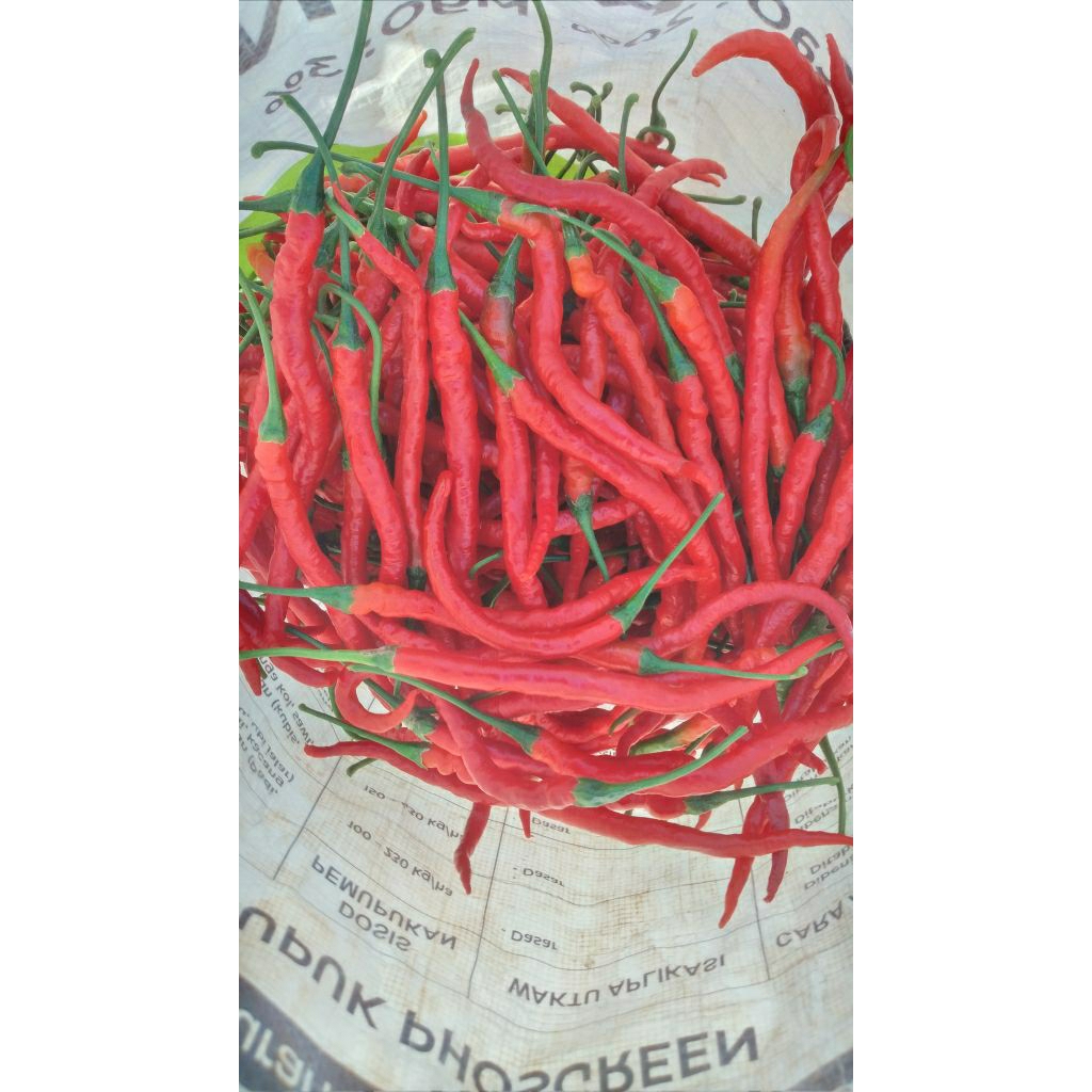 Cabe Merah Keriting Segar lokal kerinci