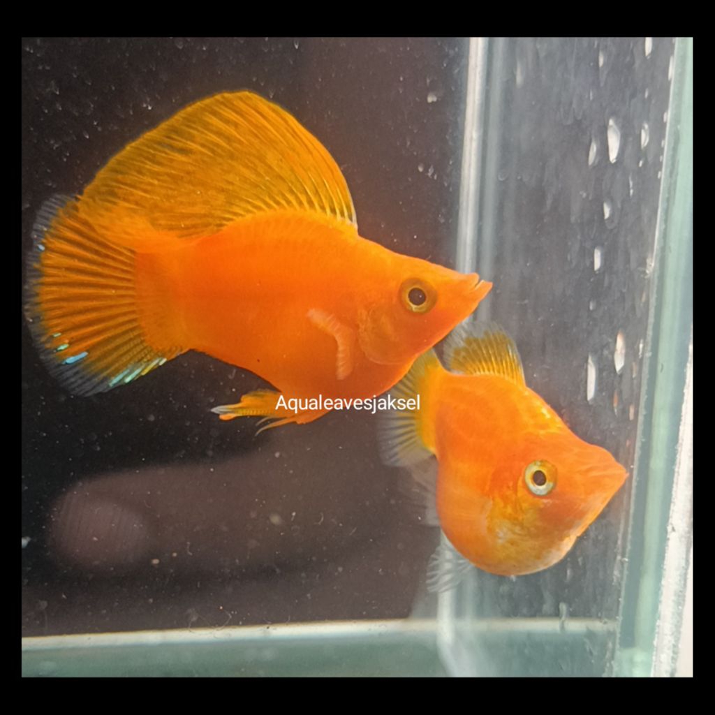 ikan molly super gold balon sepasang top real pict