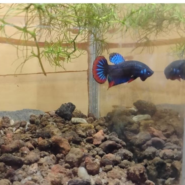 wild betta imbellis padi original alam