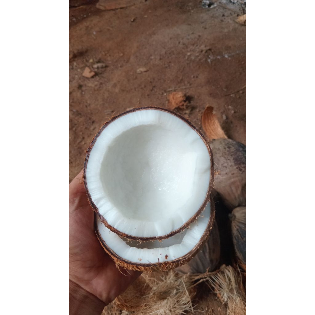 Kelapa Gading tua santan super( 500gram-600gram)