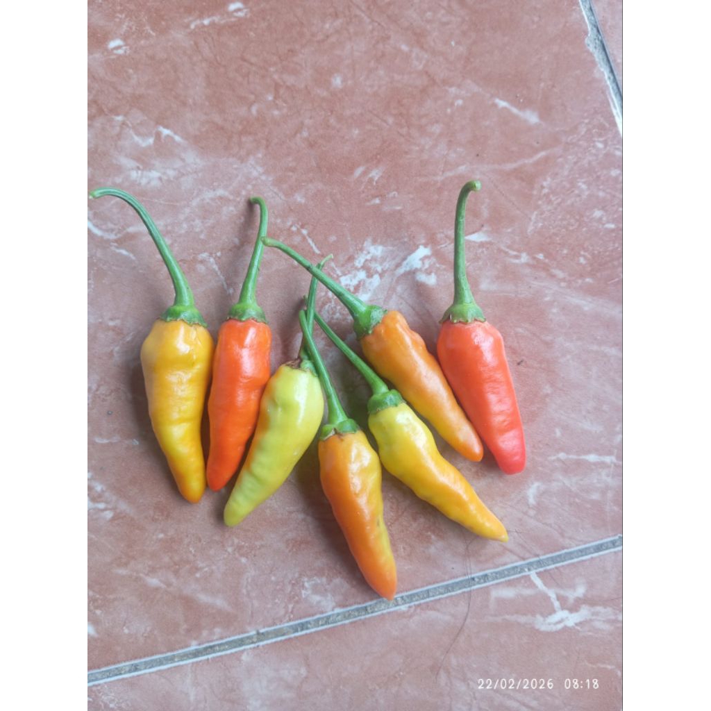 CABAI RAWIT JENIS PRENTUL