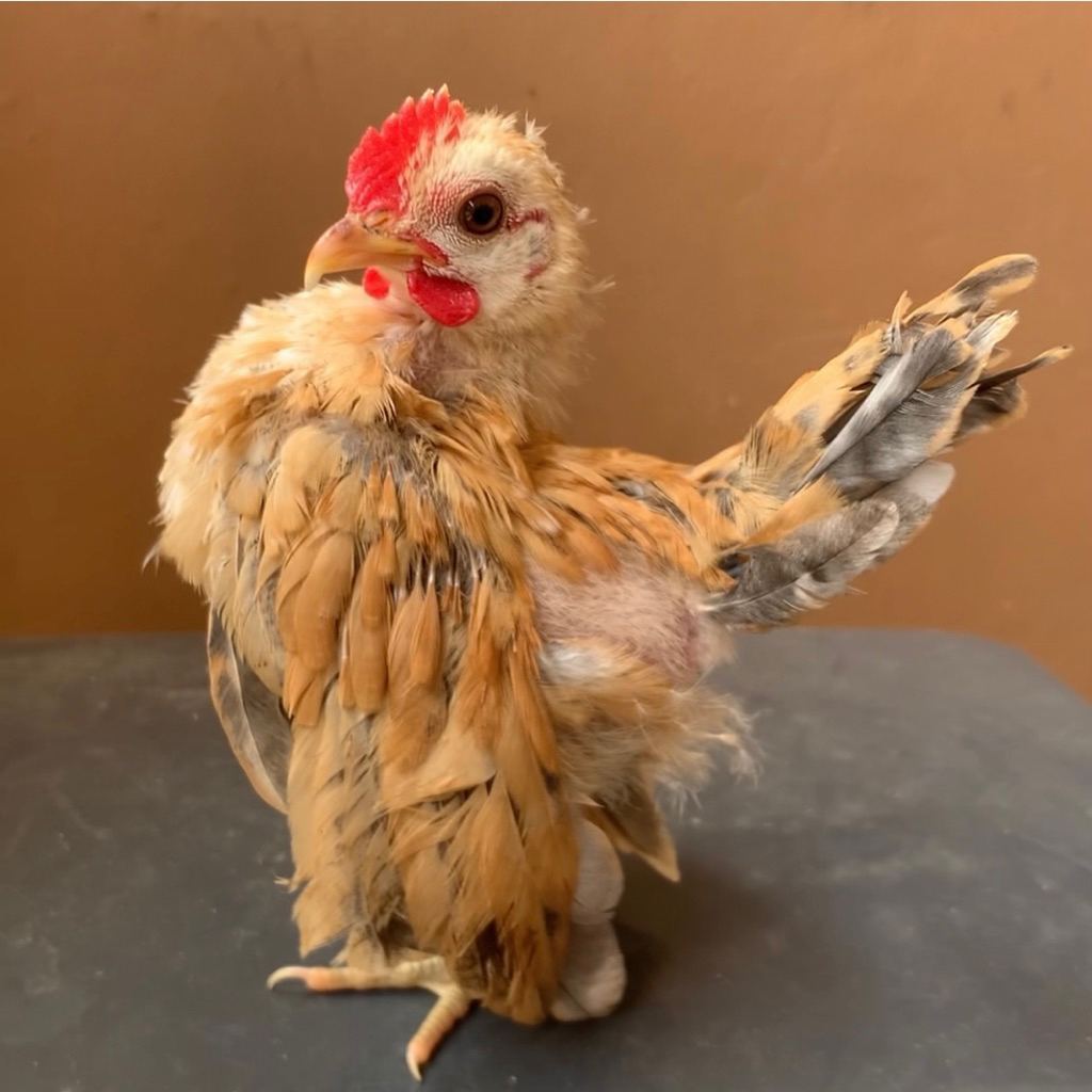 Anakan ayam serama berkualitas trah kontes