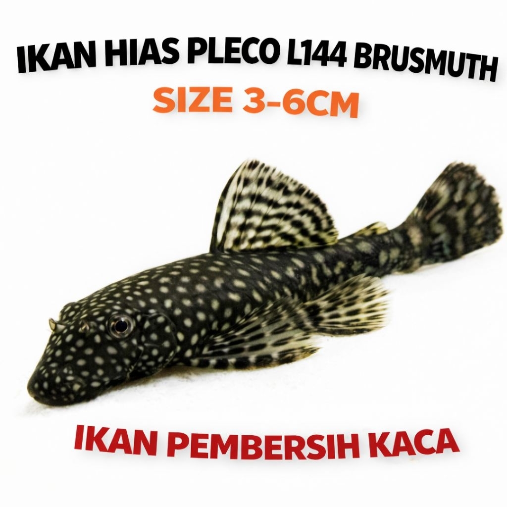 Pleco L144/Brusmuth Ikan Pembersih Kaca Aquarium