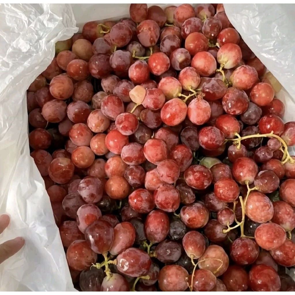 Buah Anggur Segar 1 kg Super Termurah