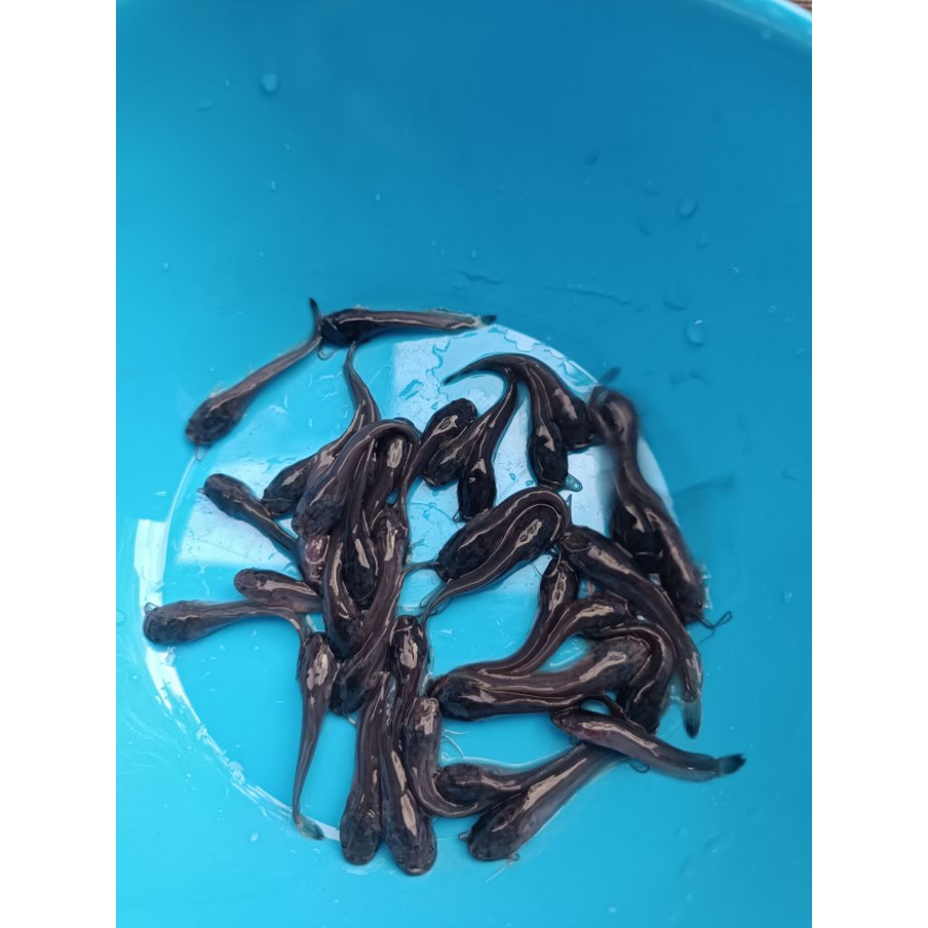 paket 100 + 10 lele Sangkuriang 2,3 cm (husus pulau Jawa)
