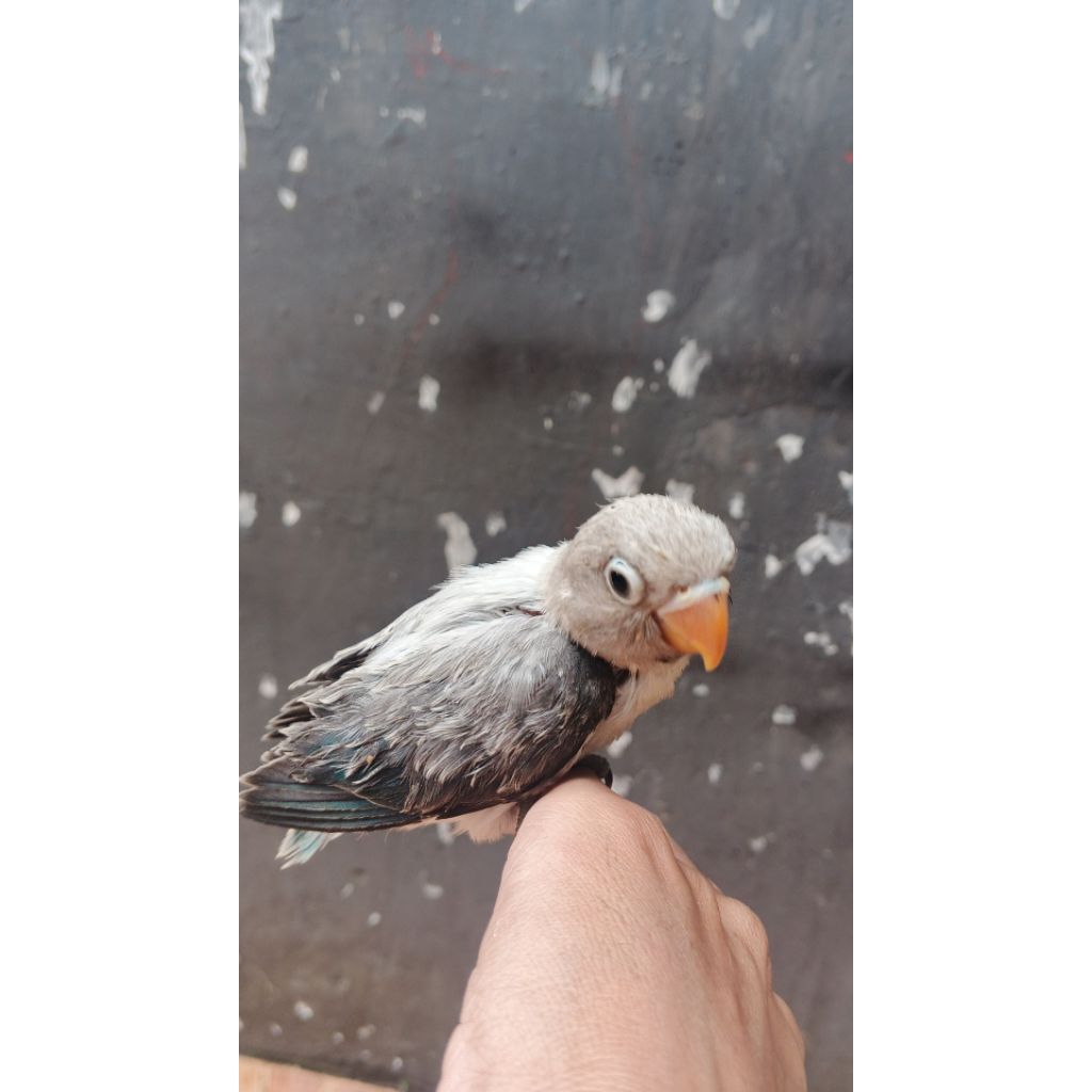 burung Lovebird lolohan biola euwing blue