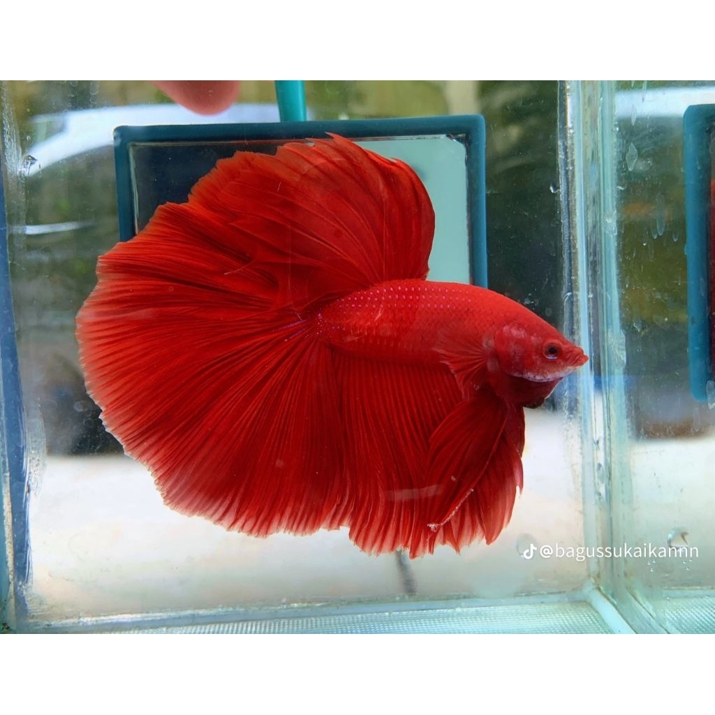 Cupang HALFMOON SUPERRED isi 5
