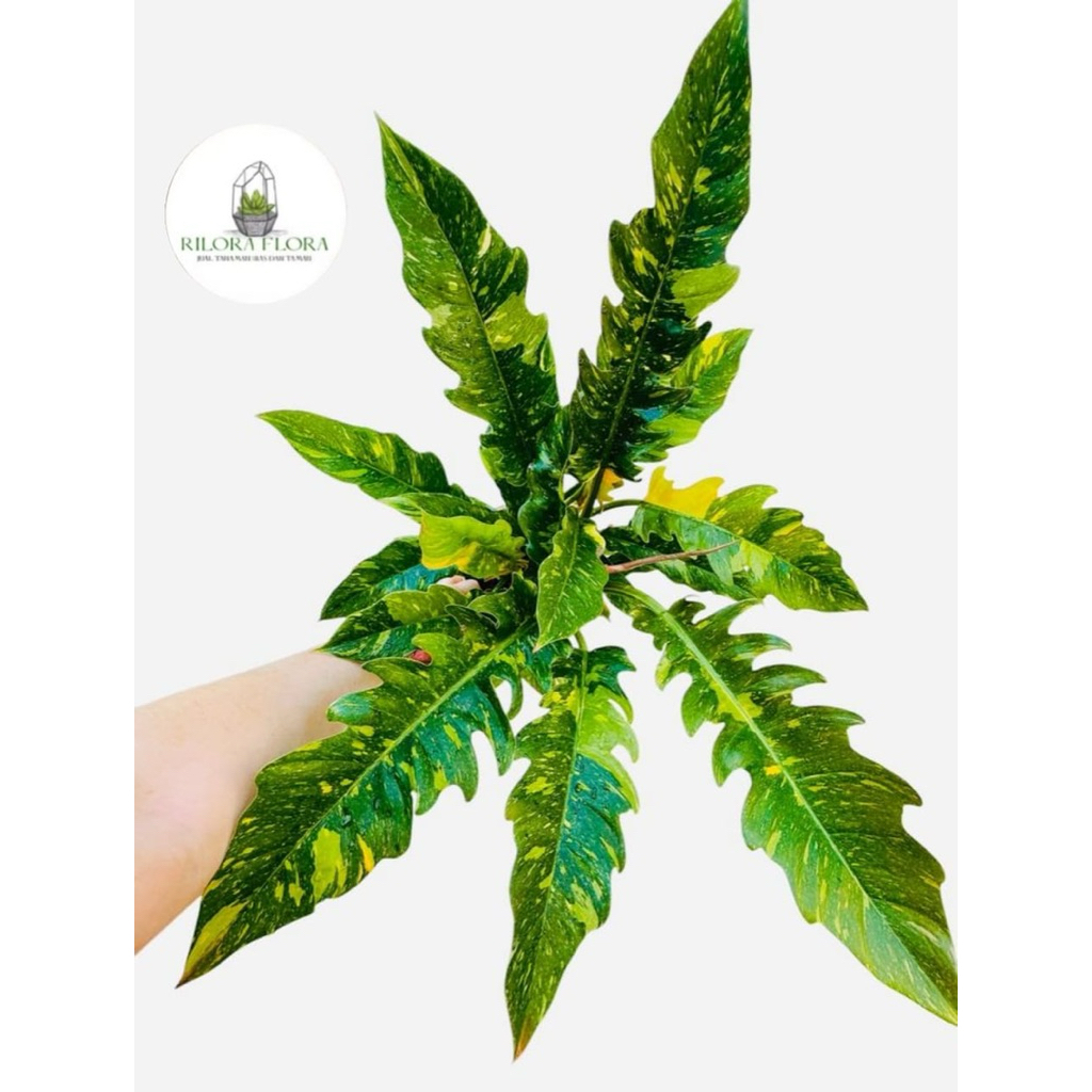 Tanaman hias philodendron ring of fire - Pohon philodendron ring of fire