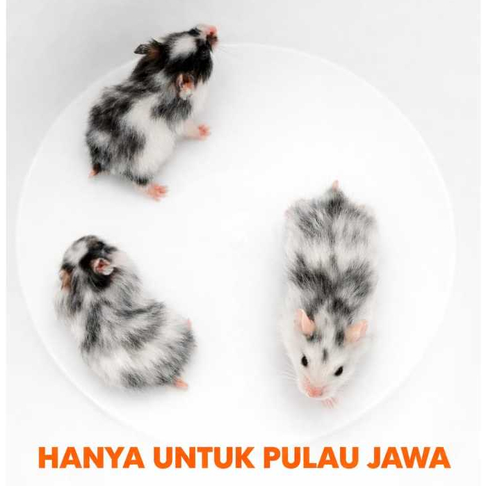 Hamster Syrian Domspot / Dominan Spot ( KIRIM INSTAN )