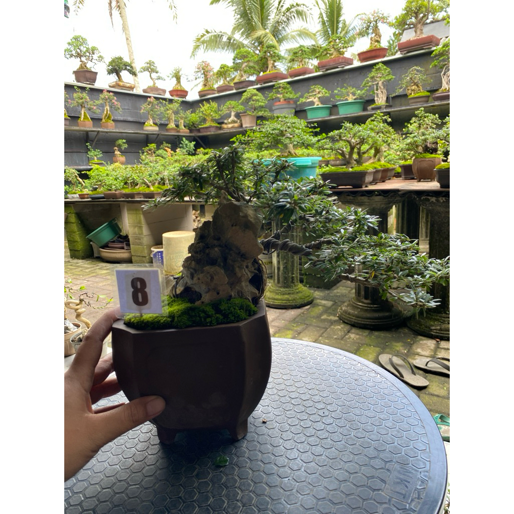 bonsai Saeng simbur Micro Vietnam