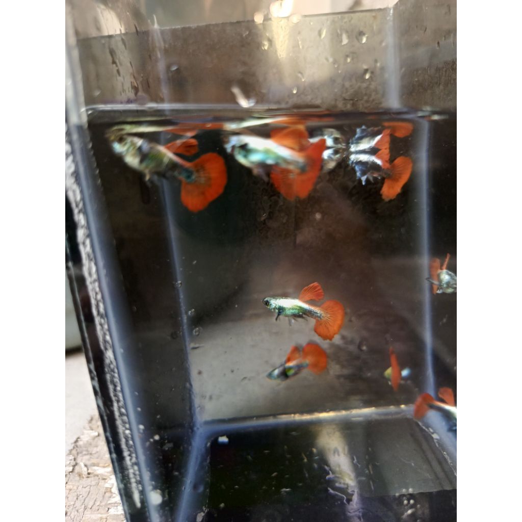 hiasan ikan Guppy PRTDE Top grade
