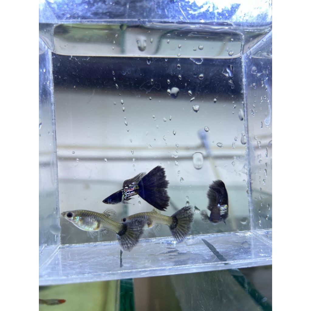 HIASAN AQUARIUM GUPPY MSSBT