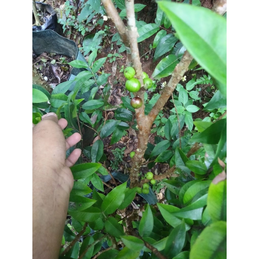 ANGGUR BRAZIL ESCARLATE Berbuah