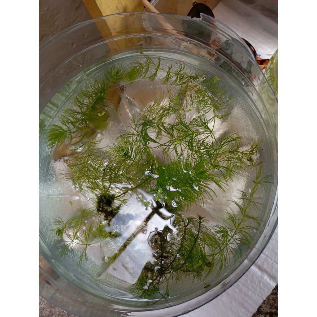 ganggang air hydrilla tanaman