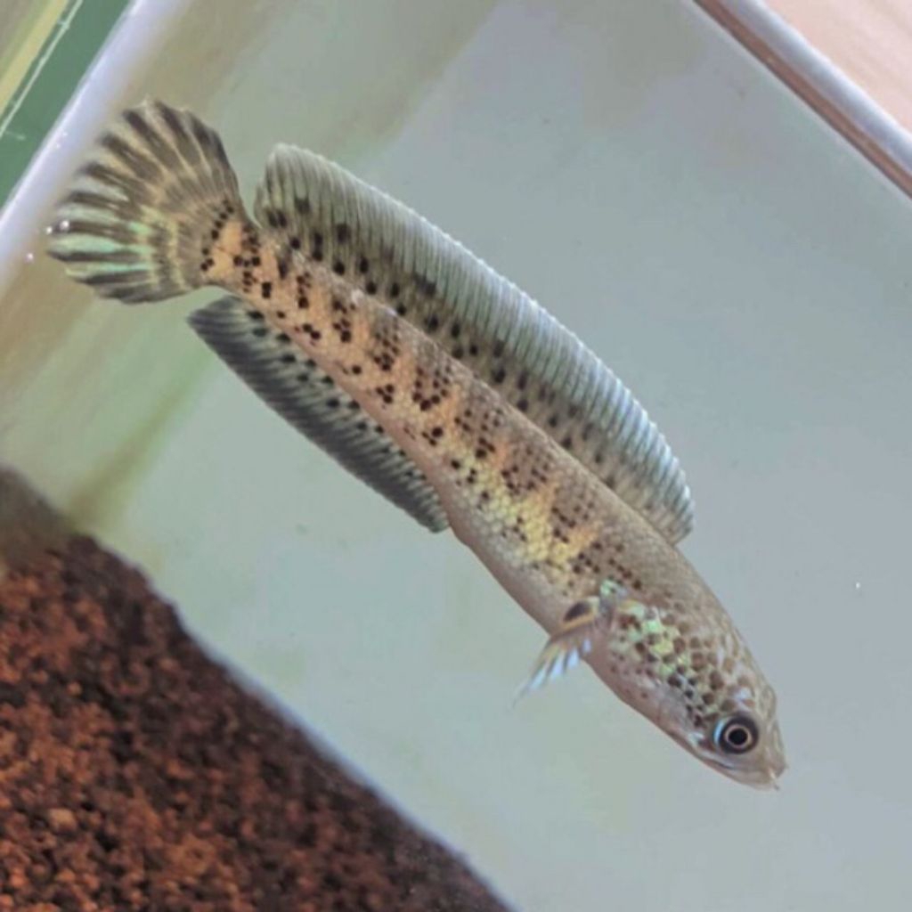 Auranti baby cb singel flaring bagus 3/5 cm