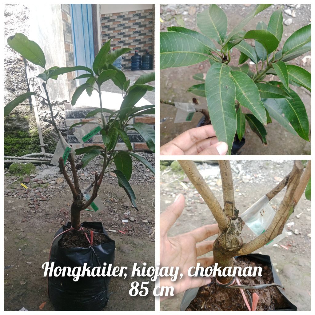 bibit mangga kombinasi 3 chokanan, hongkaiter, kiojay