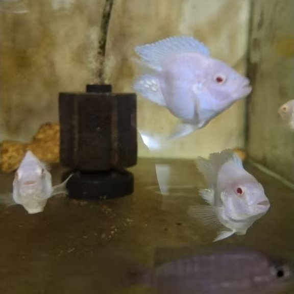 cichlid snow white sb king balon