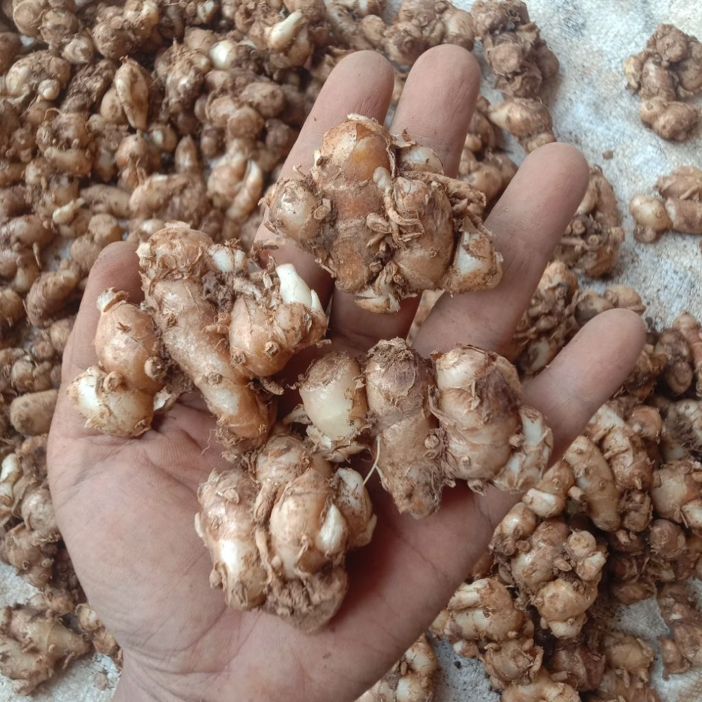 Kencur Seblak 1 Kg Kencur Paris Setengah Tua STW