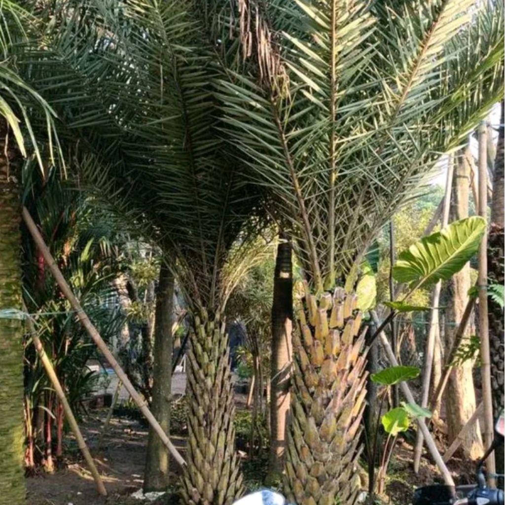 Pohon Pelindung Palm Kenari 2-3M/ Pohon Palem Kenari/ Tanaman Palem Kenari