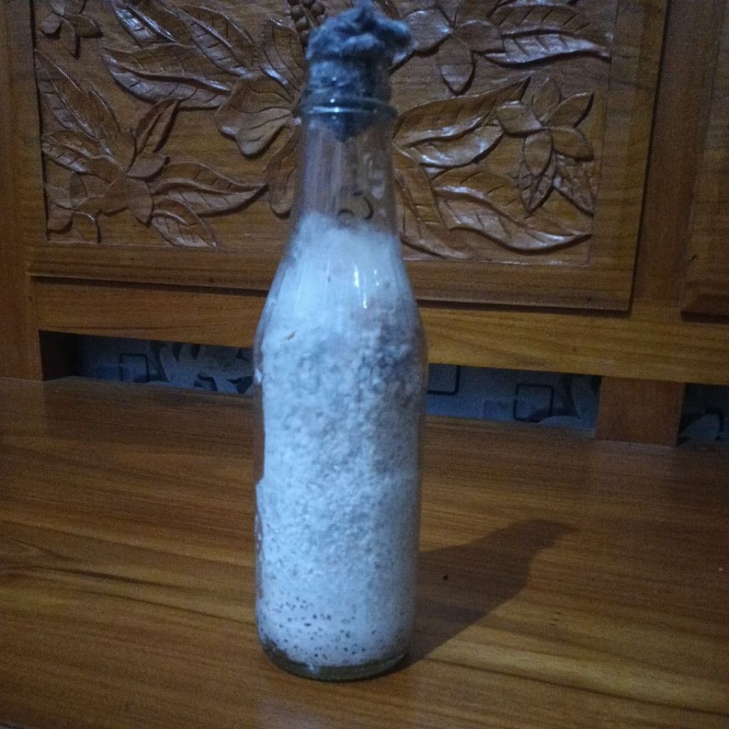 bibit jamur tiram f1